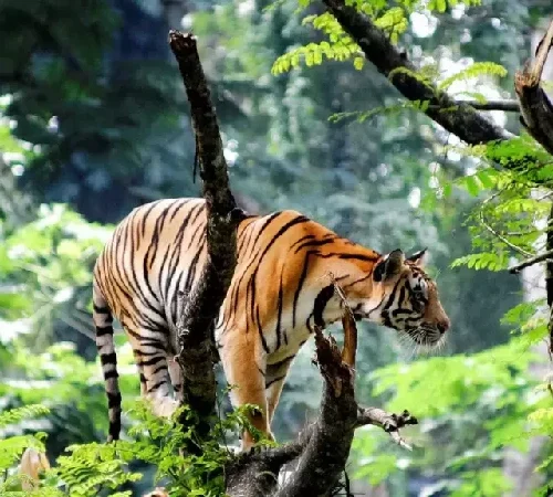 Munnar, Thekkady & Alleppey