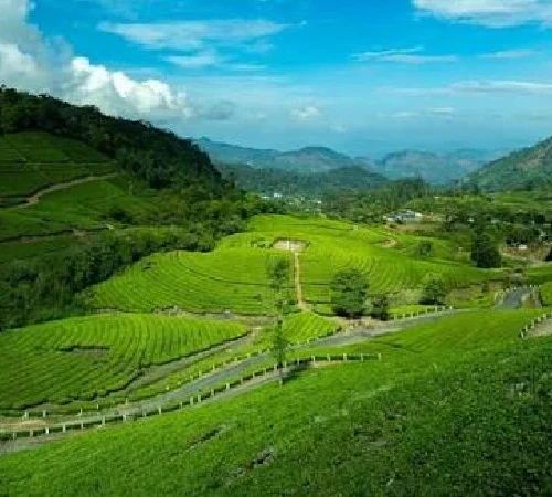 Munnar, Alleppey & Kovalam